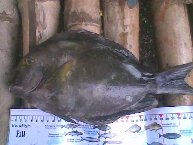 Acanthurus gahhm, Labahita.jpg